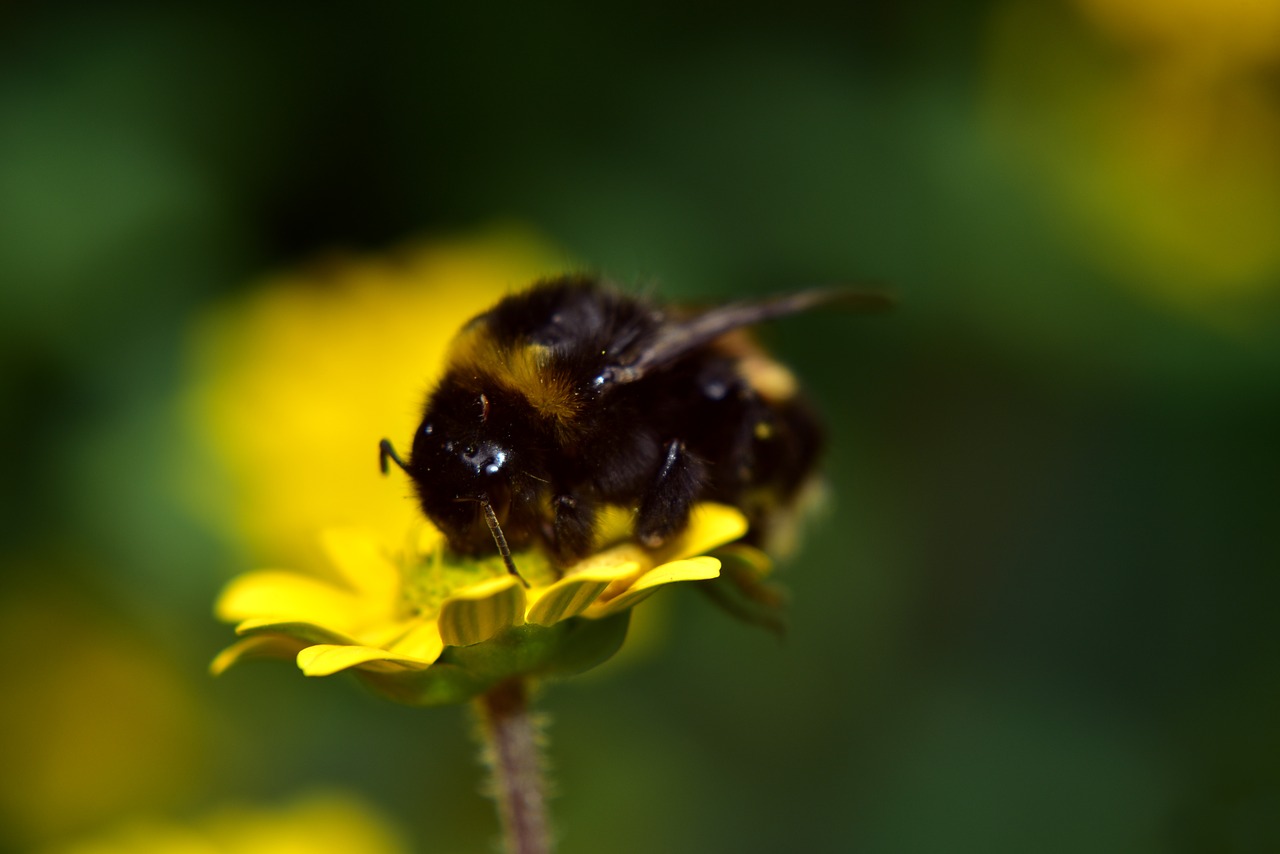 hummel  nature  small free photo