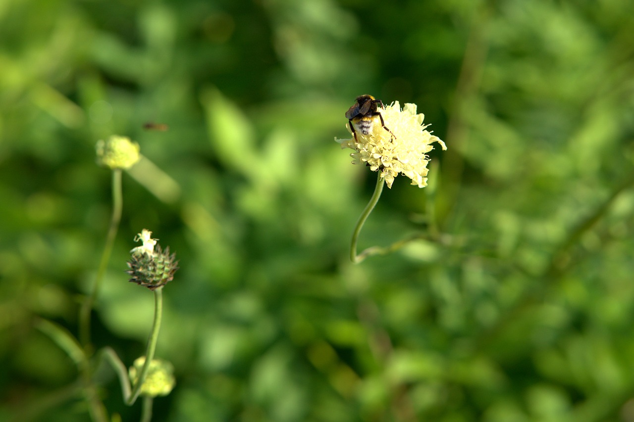 hummel  sprinkle  pollination free photo