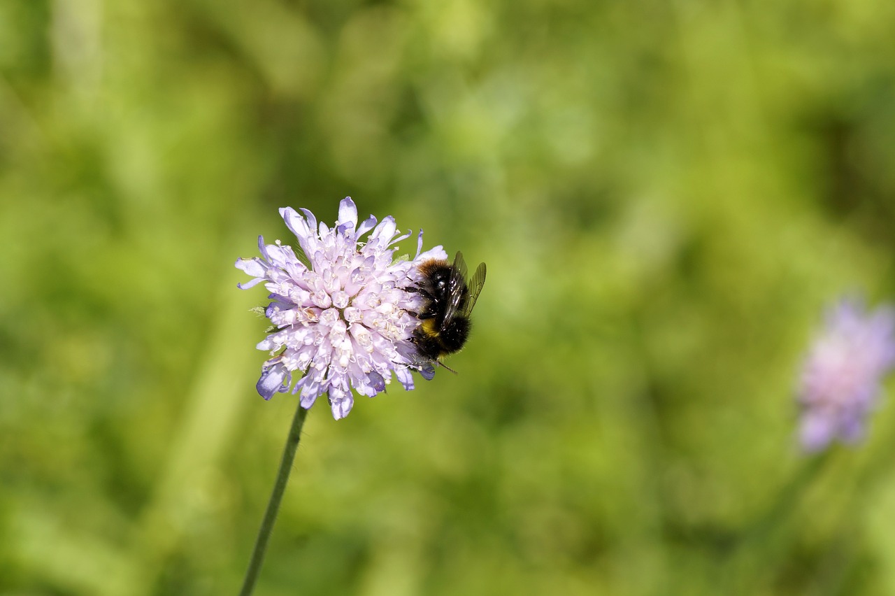 hummel  flower  insect free photo