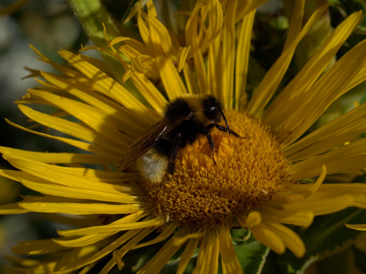 hummel  flower  garden free photo