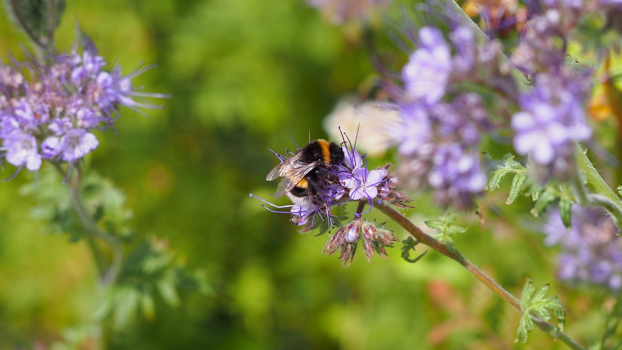 hummel  blossom  bloom free photo