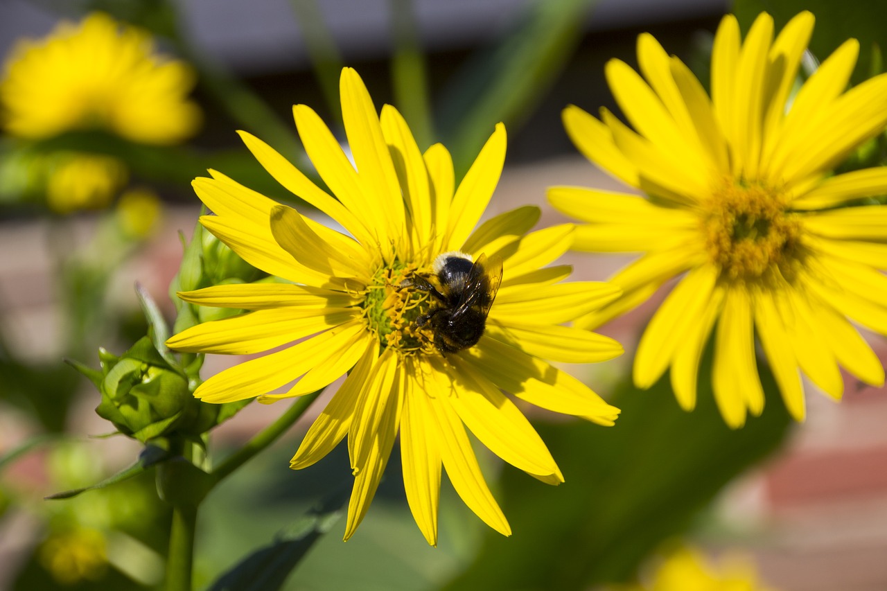 hummel  flower  insect free photo