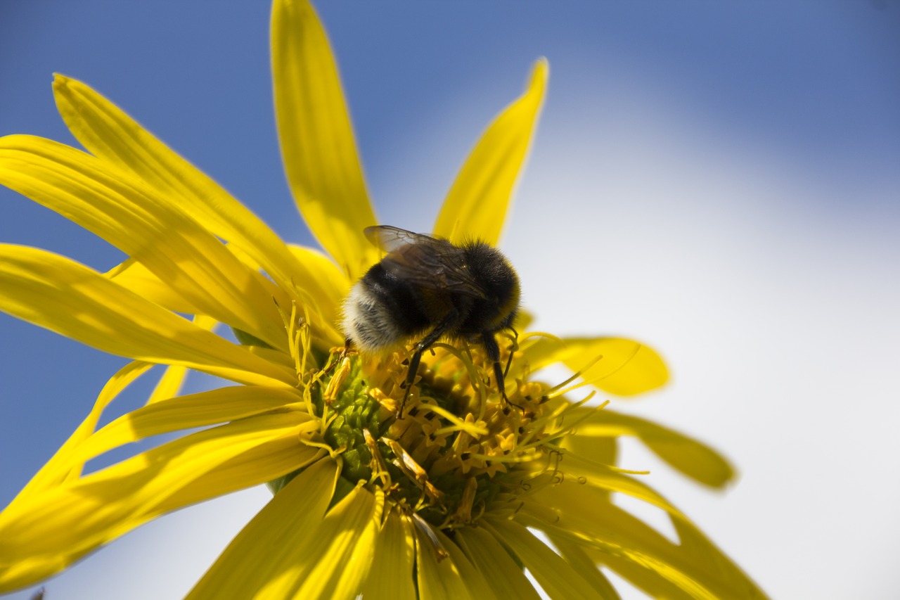 hummel  flower  insect free photo