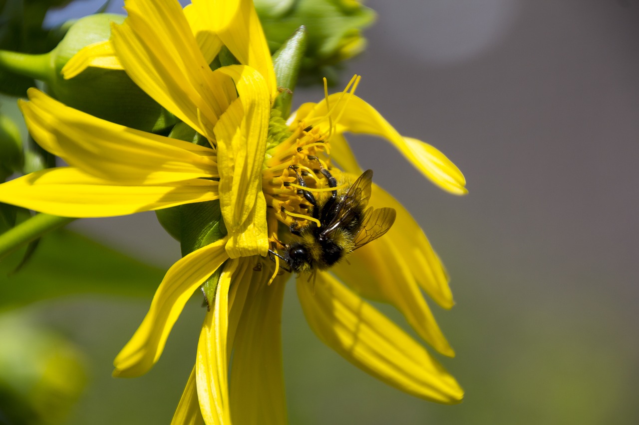 hummel  flower  insect free photo