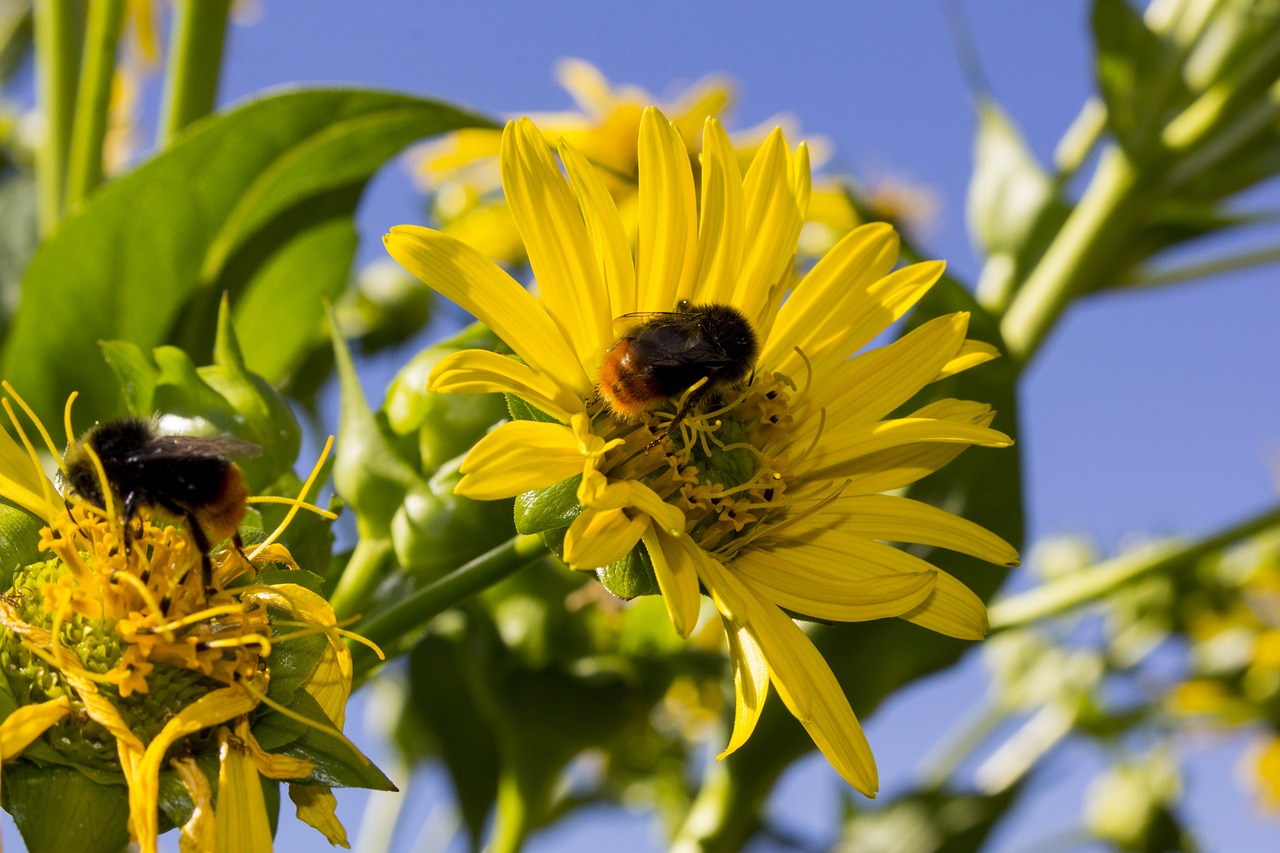 hummel  flower  insect free photo