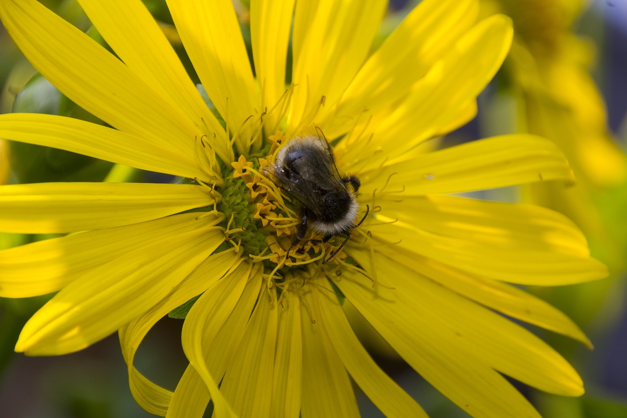 hummel  animal  nature free photo