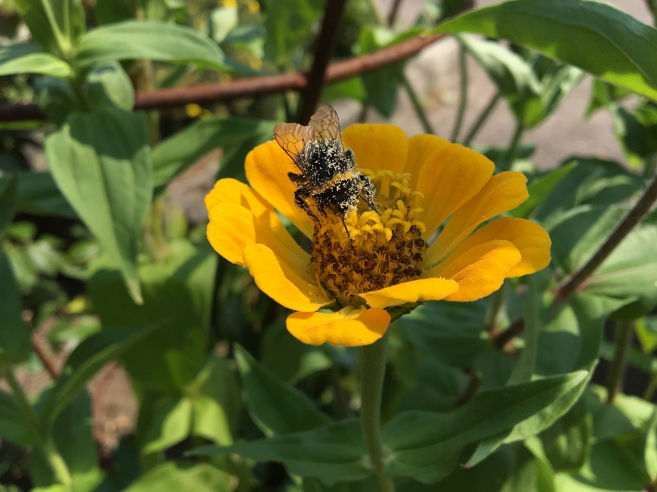 hummel  flower  summer free photo