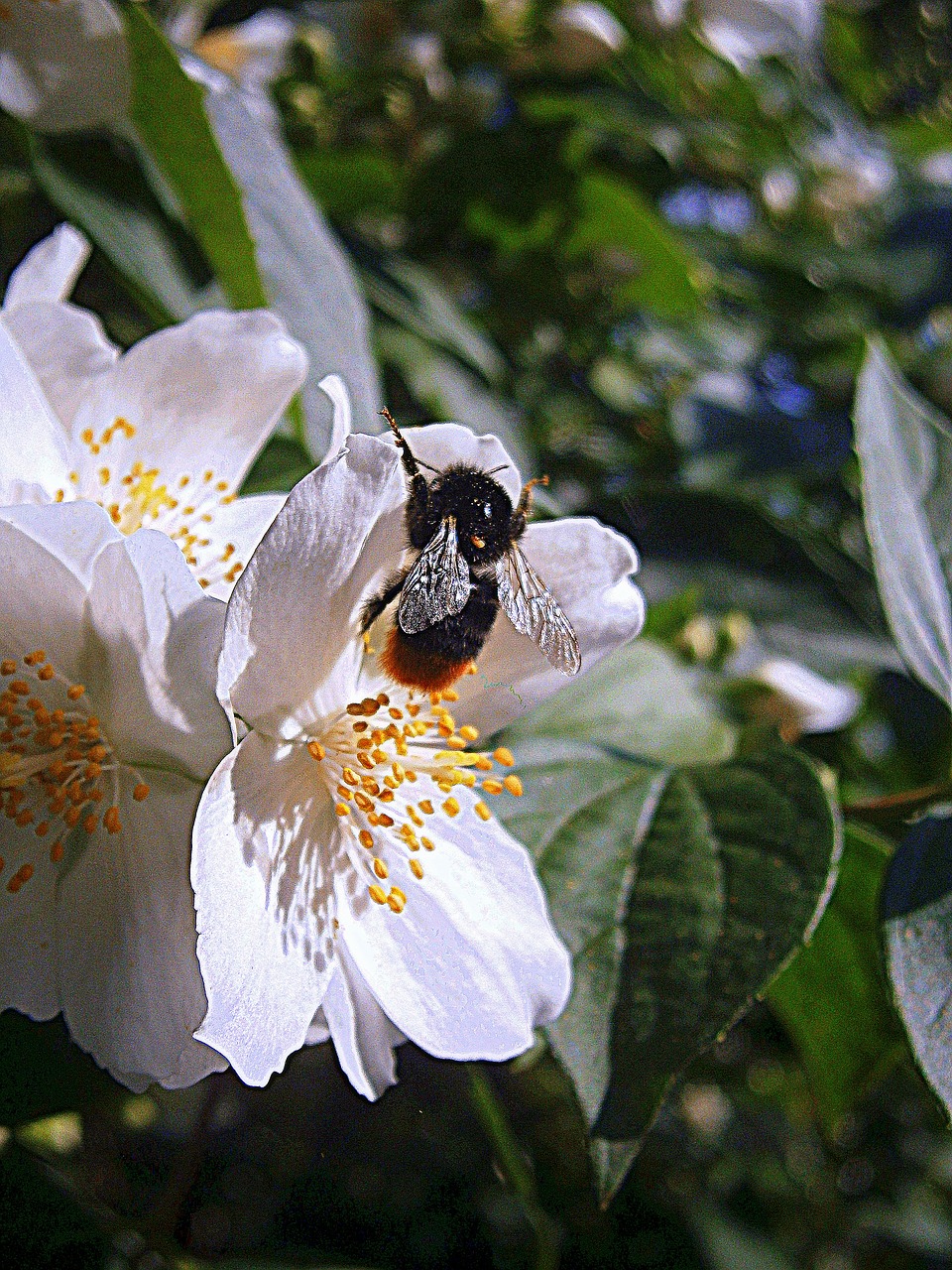 hummel bumblebees bombus free photo