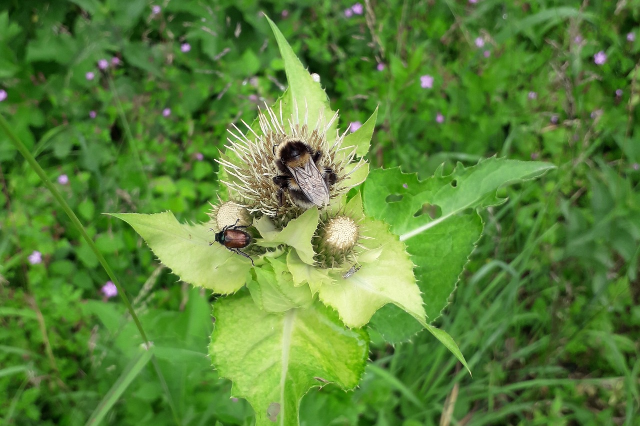 hummel  beetle  blossom free photo