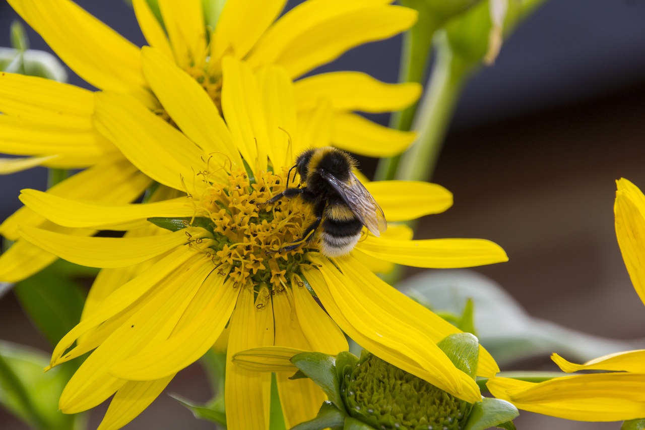 hummel  animal  insect free photo