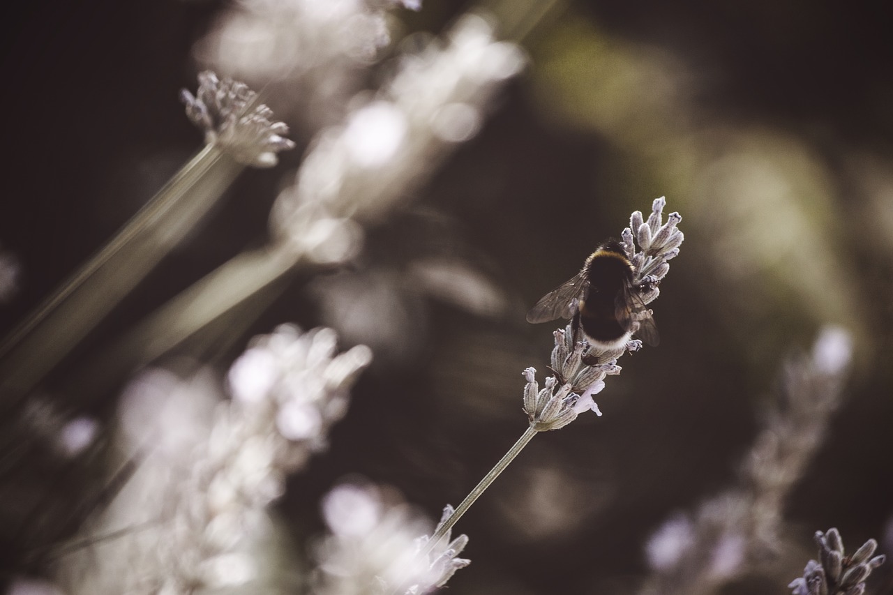 hummel  bee  insect free photo