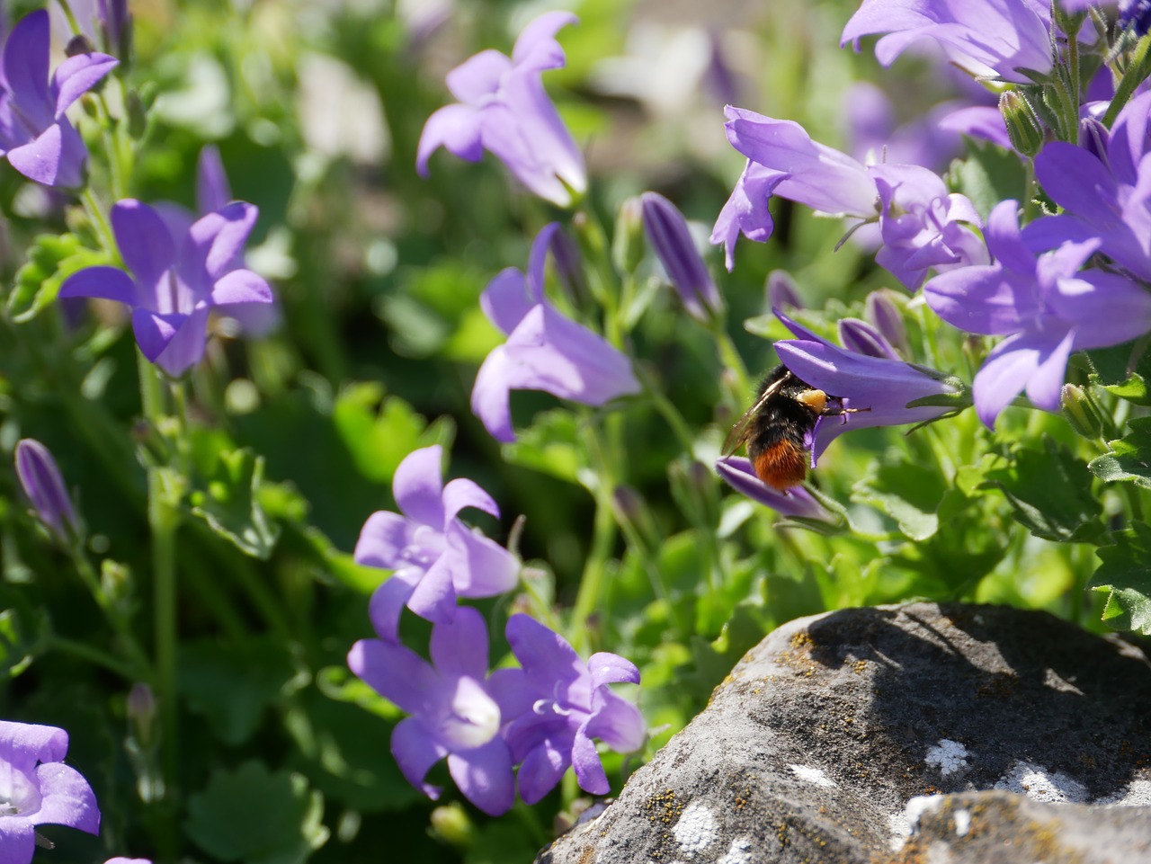 hummel  nectar  blossom free photo