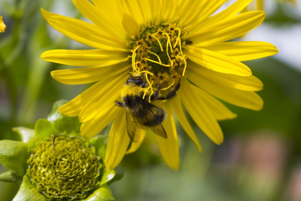 hummel  flower  blossom free photo