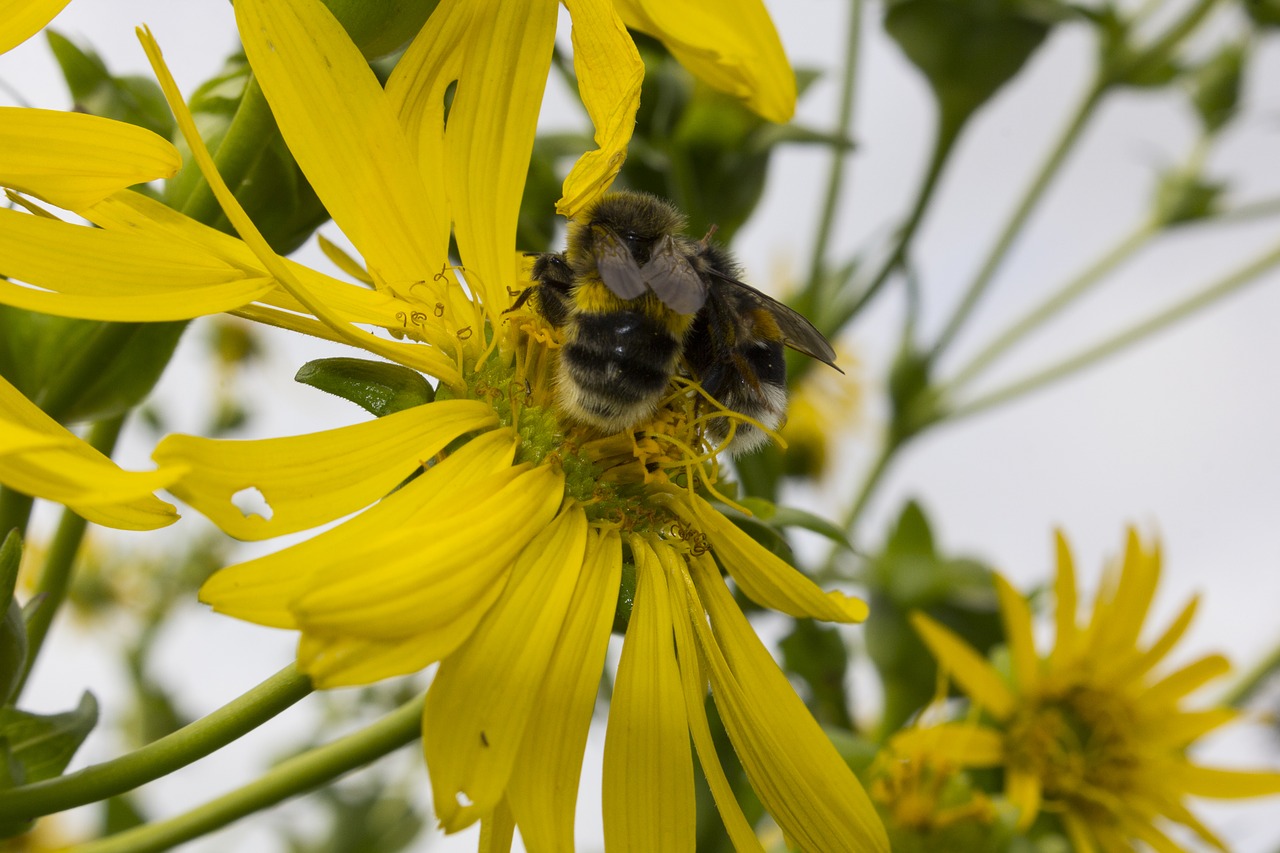 hummel  flower  blossom free photo