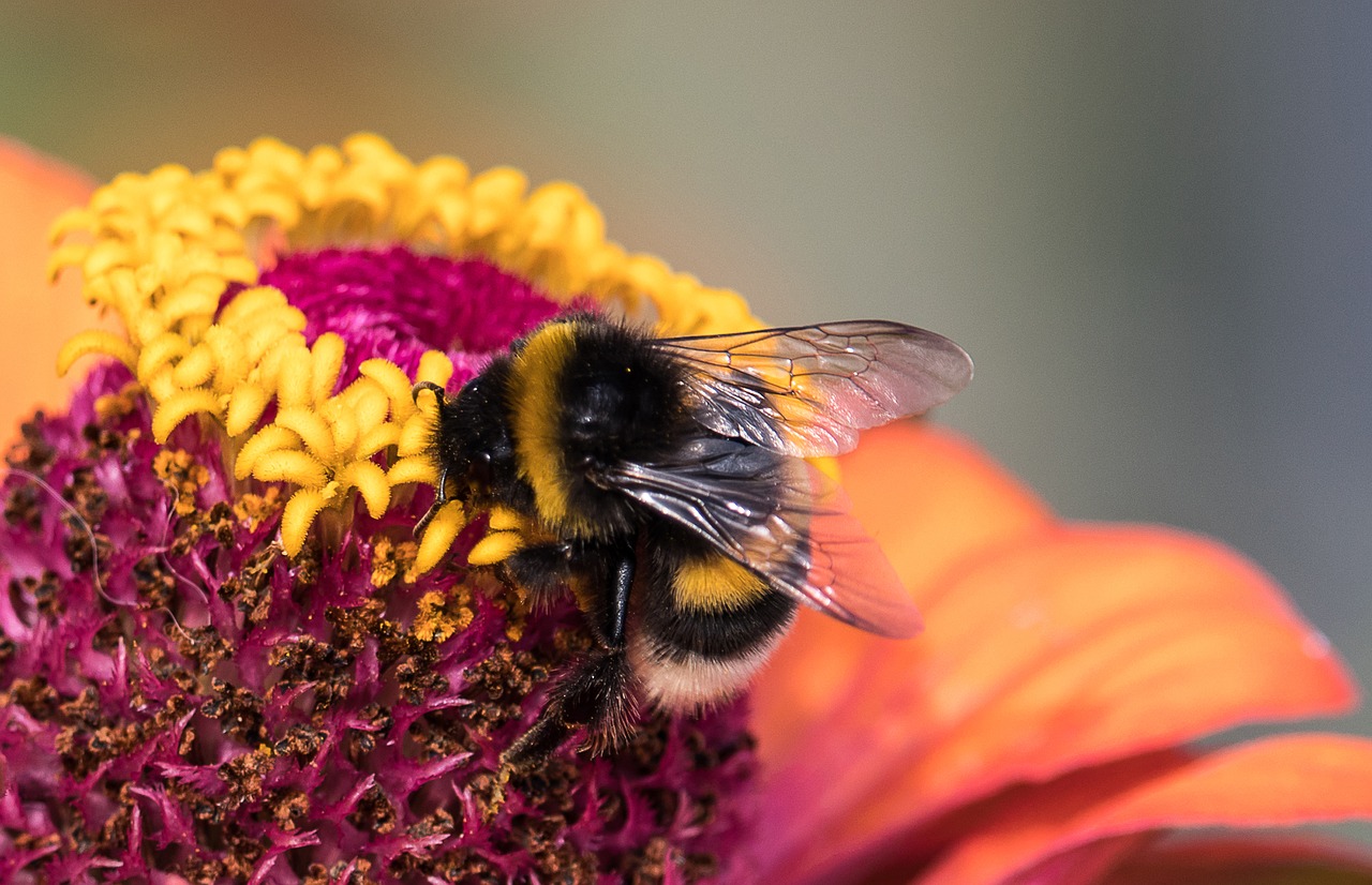 hummel  insect  animal free photo