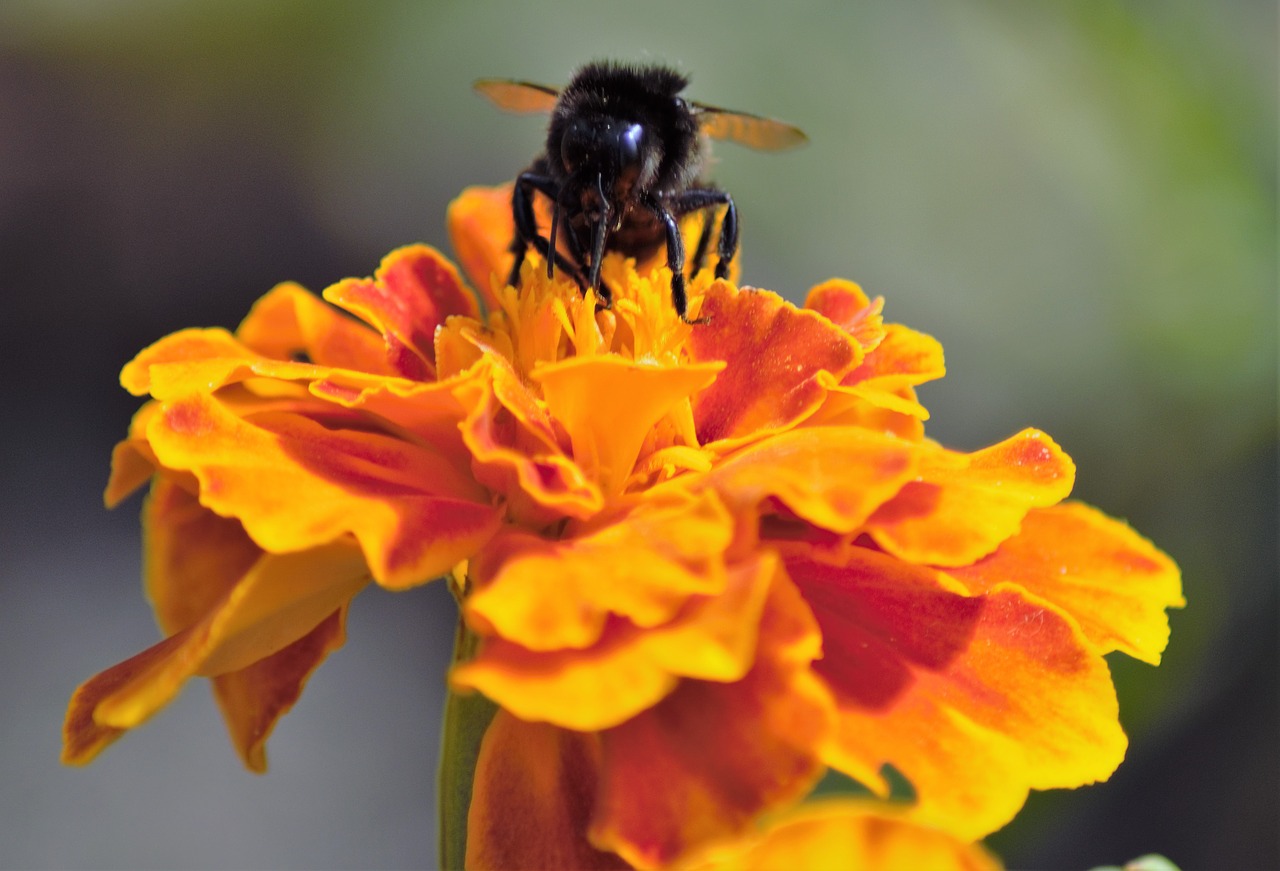 hummel  nature  flower free photo