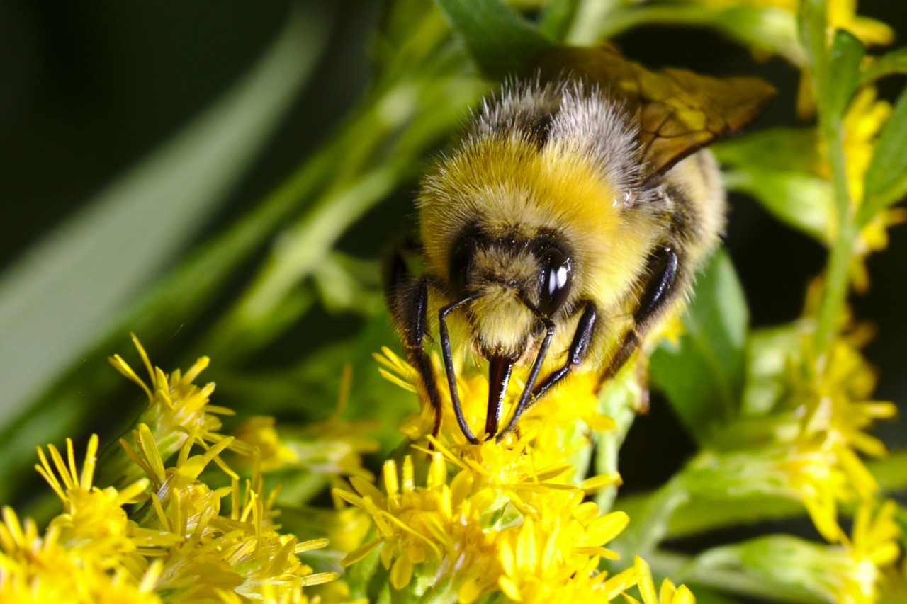 hummel  summer  insect free photo