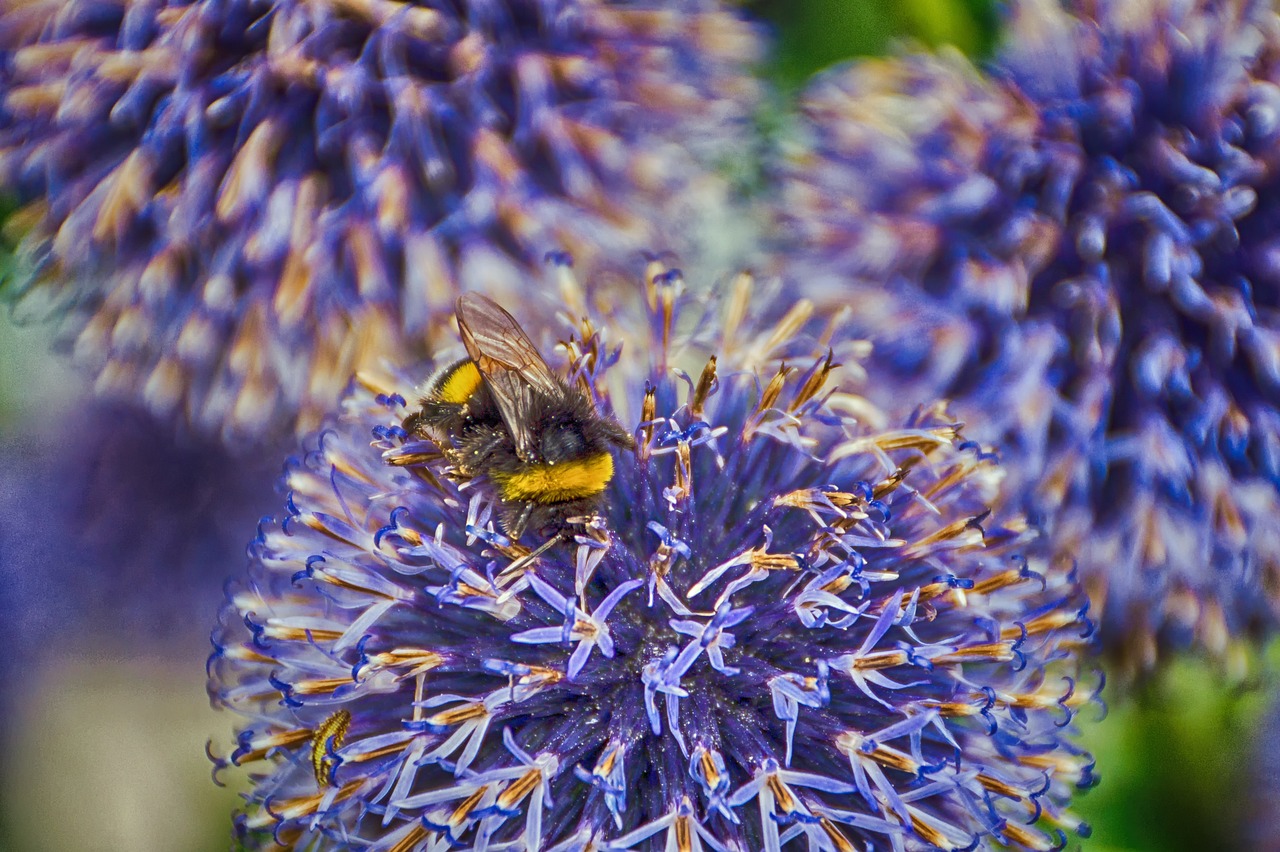 hummel  nature  blossom free photo