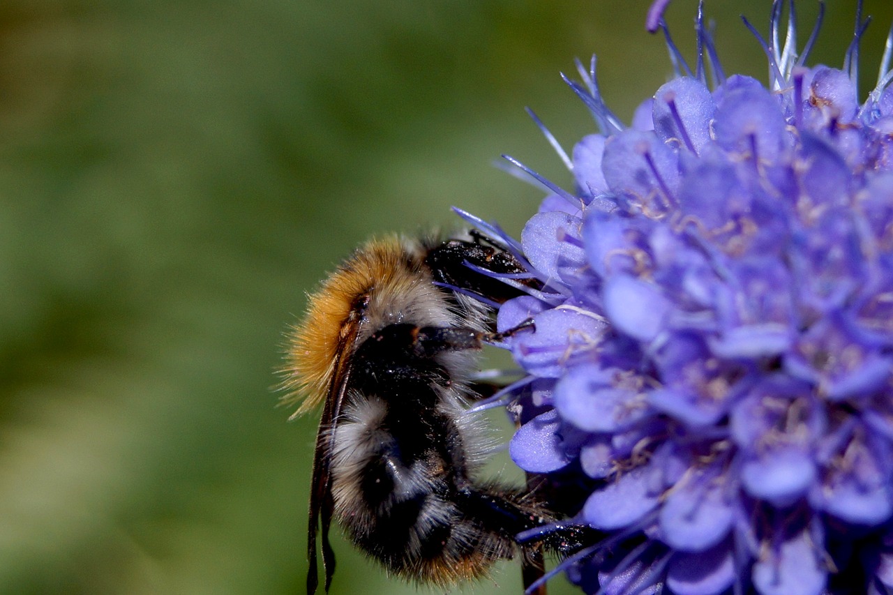 hummel  insect  flower free photo