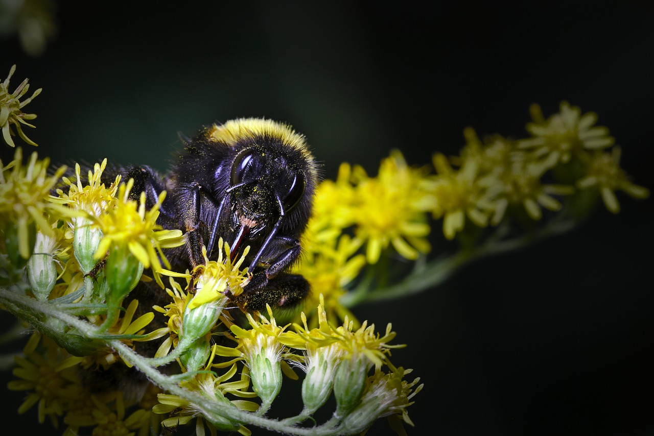 hummel  summer  insect free photo