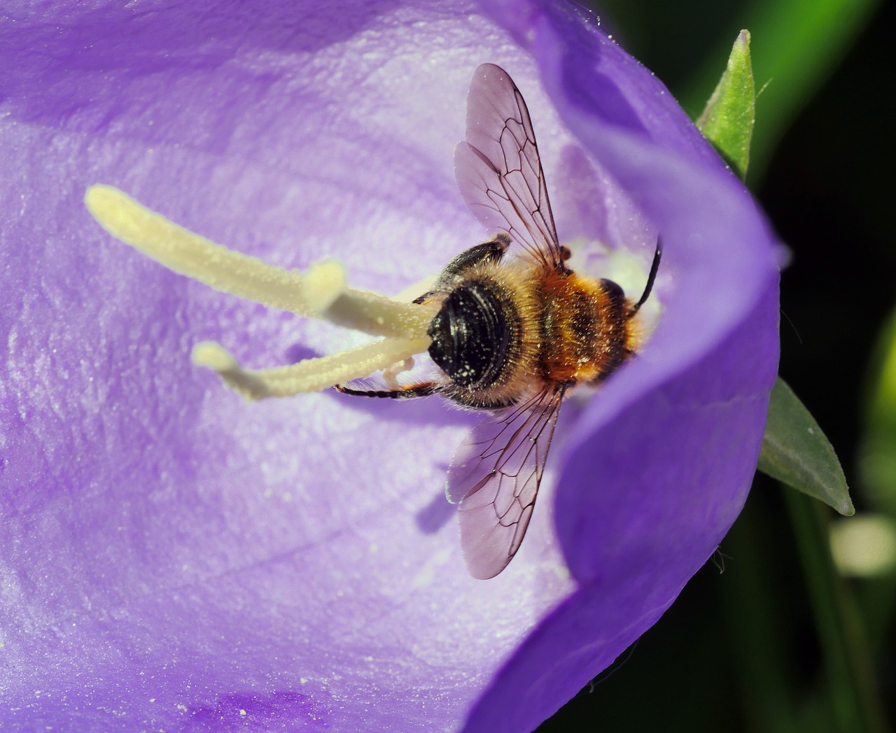 hummel  blossom  bloom free photo