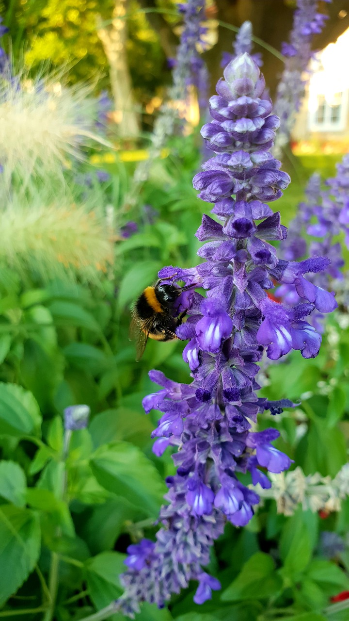 hummel  blossom  bloom free photo