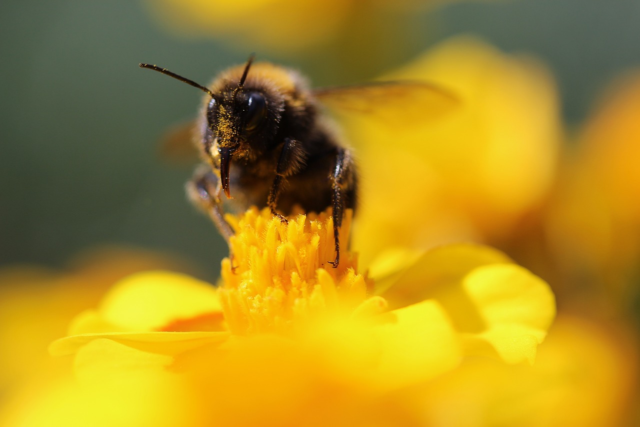 hummel  insect  pollination free photo