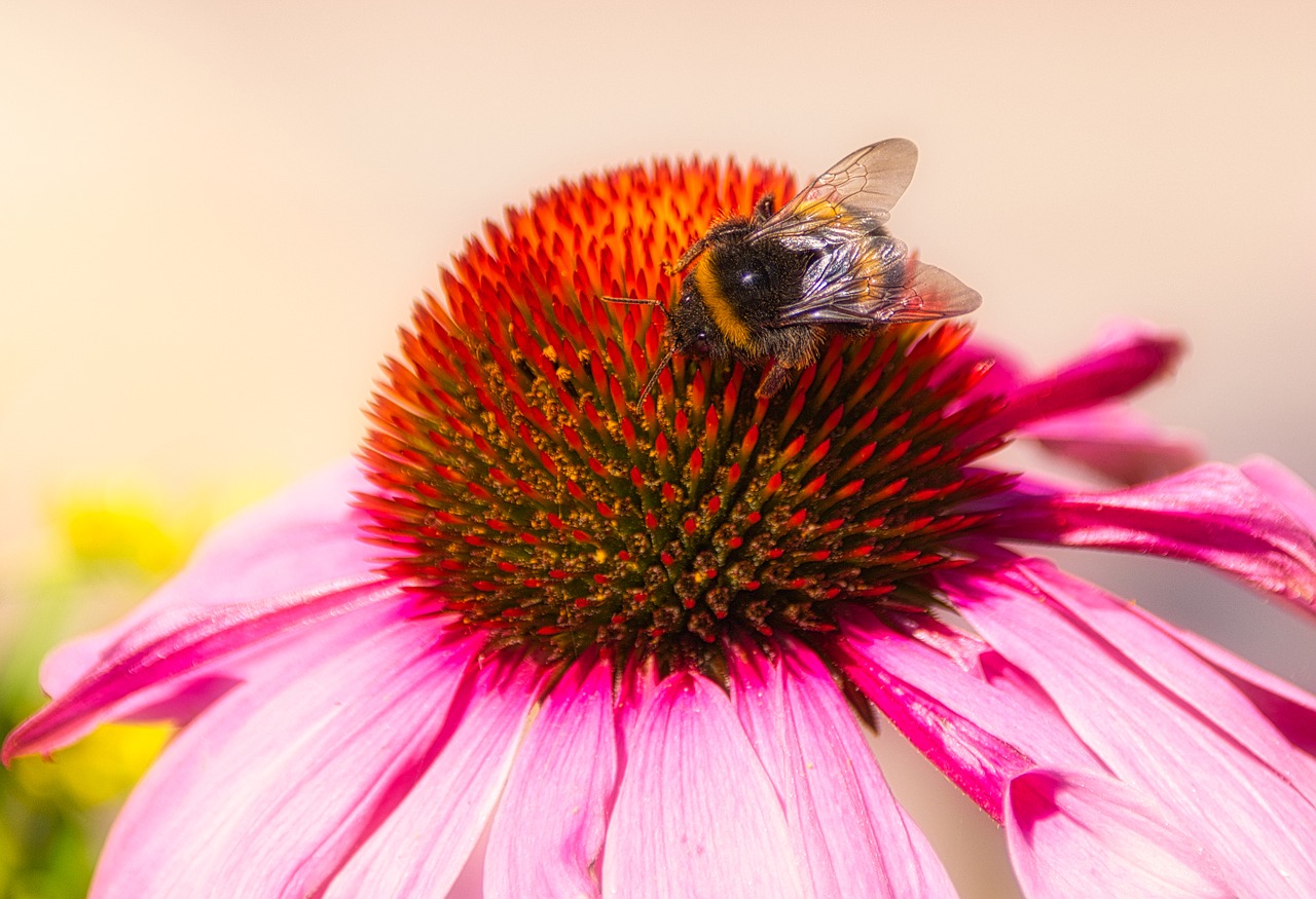 hummel  coneflower  blossom free photo