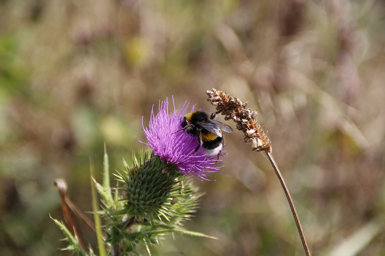 hummel  plant  pollination free photo