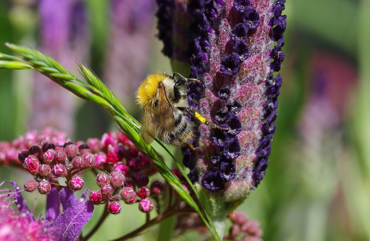 hummel lavender purple free photo