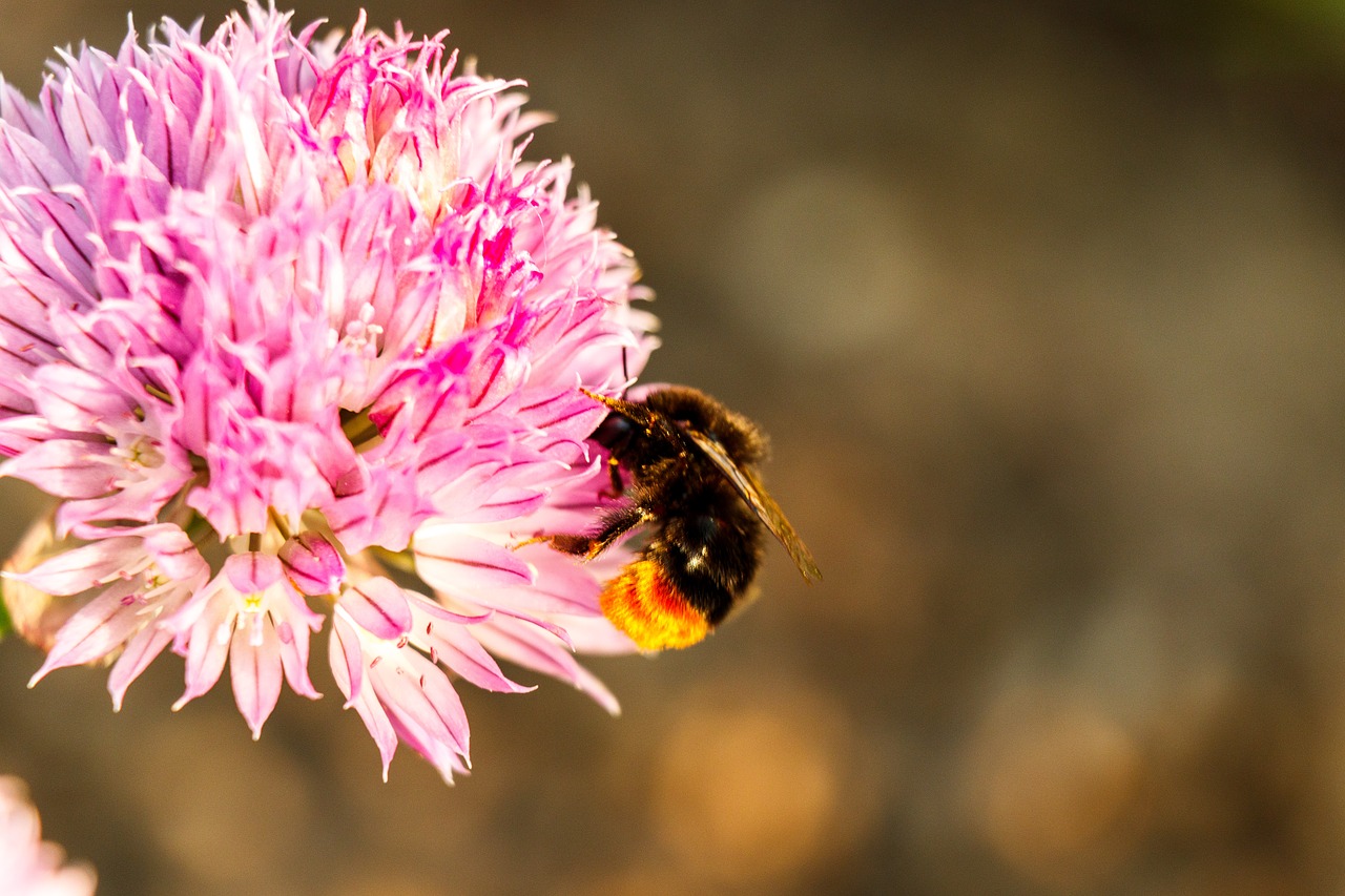 hummel  close up  insect free photo