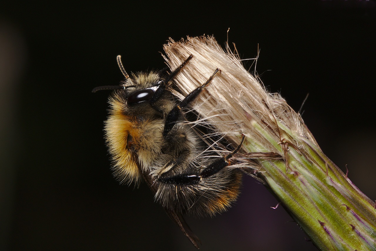 hummel  summer  insect free photo