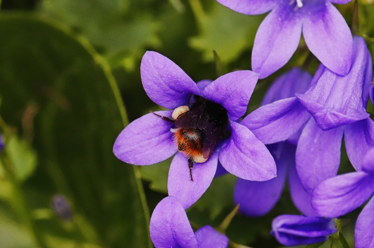 hummel  bellflower  pollen free photo