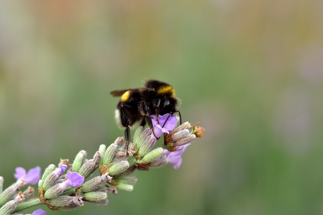 hummel  lavender  insect free photo