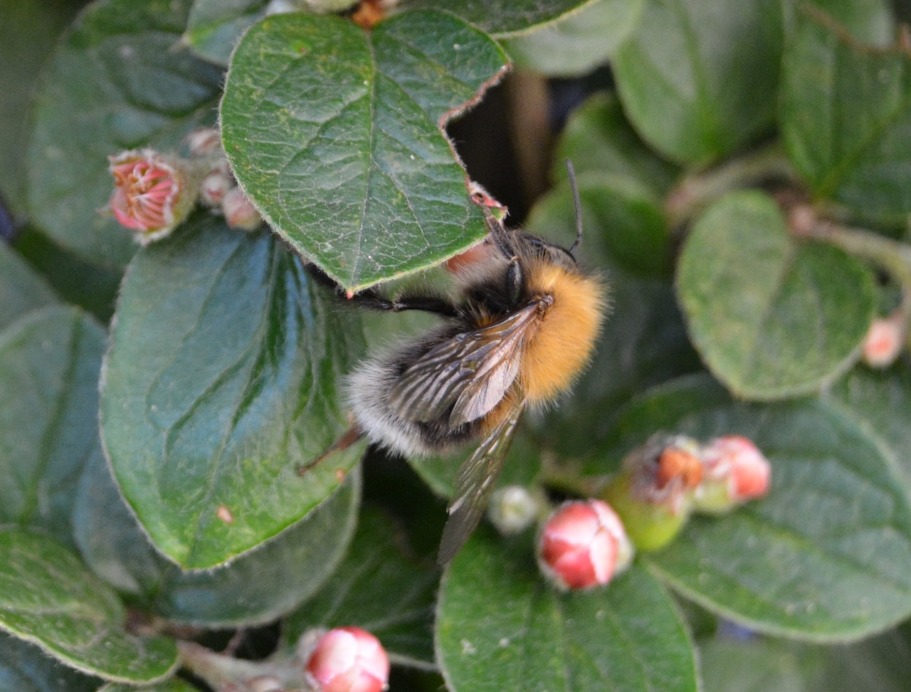 hummel blossom bloom free photo