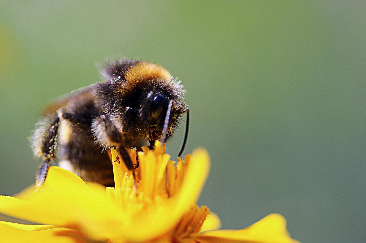 hummel  insect  blossom free photo