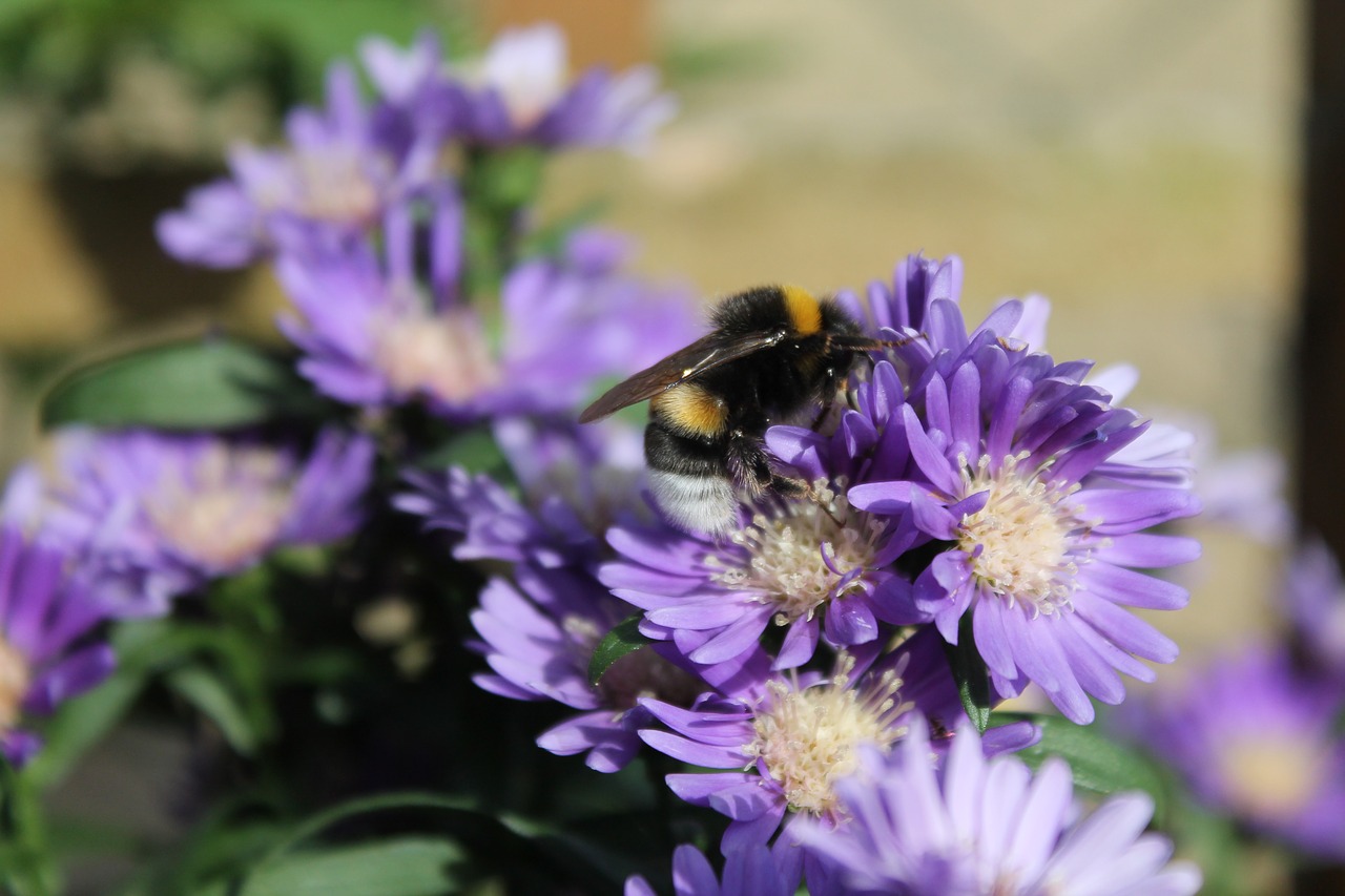 hummel  flowers  asters free photo