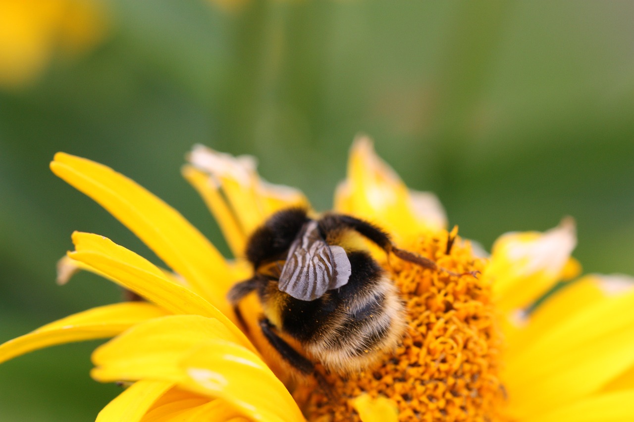 hummel  insect  blossom free photo