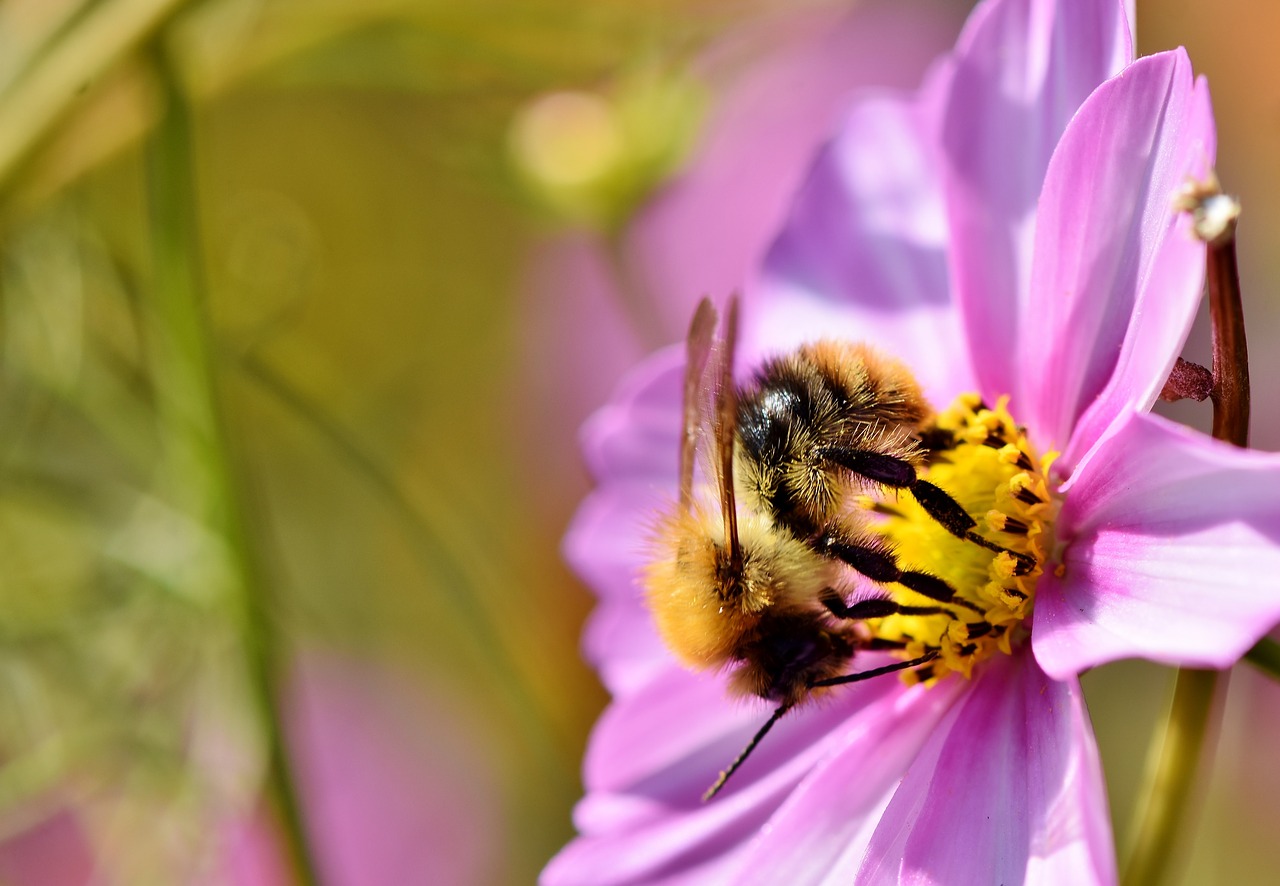 hummel  insect  blossom free photo