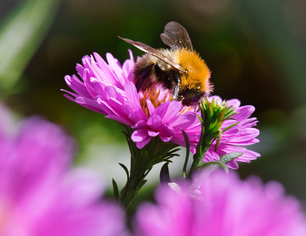 hummel  insect  aster free photo