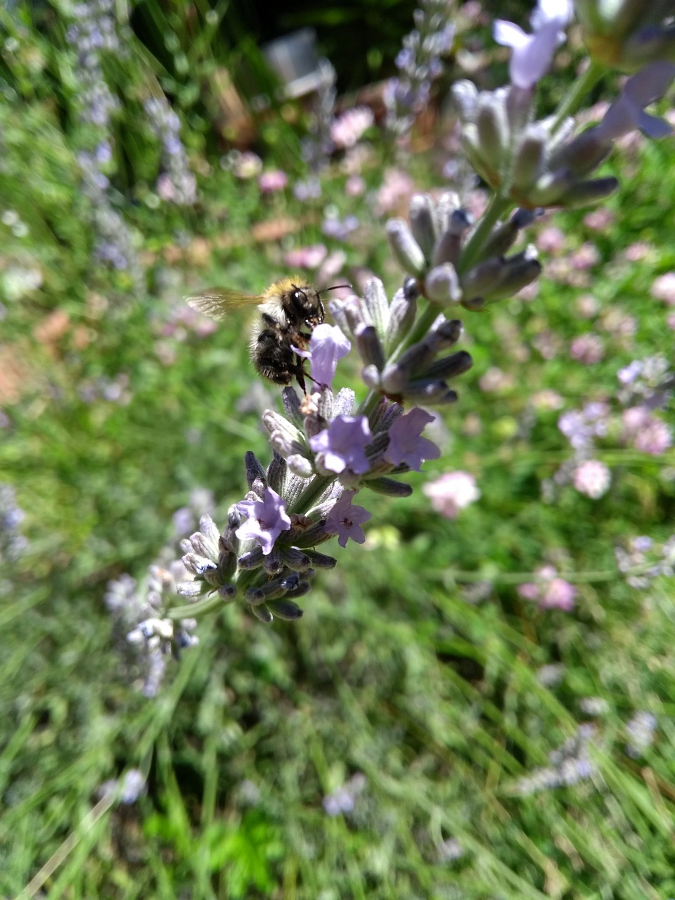 hummel  lavender  flower free photo
