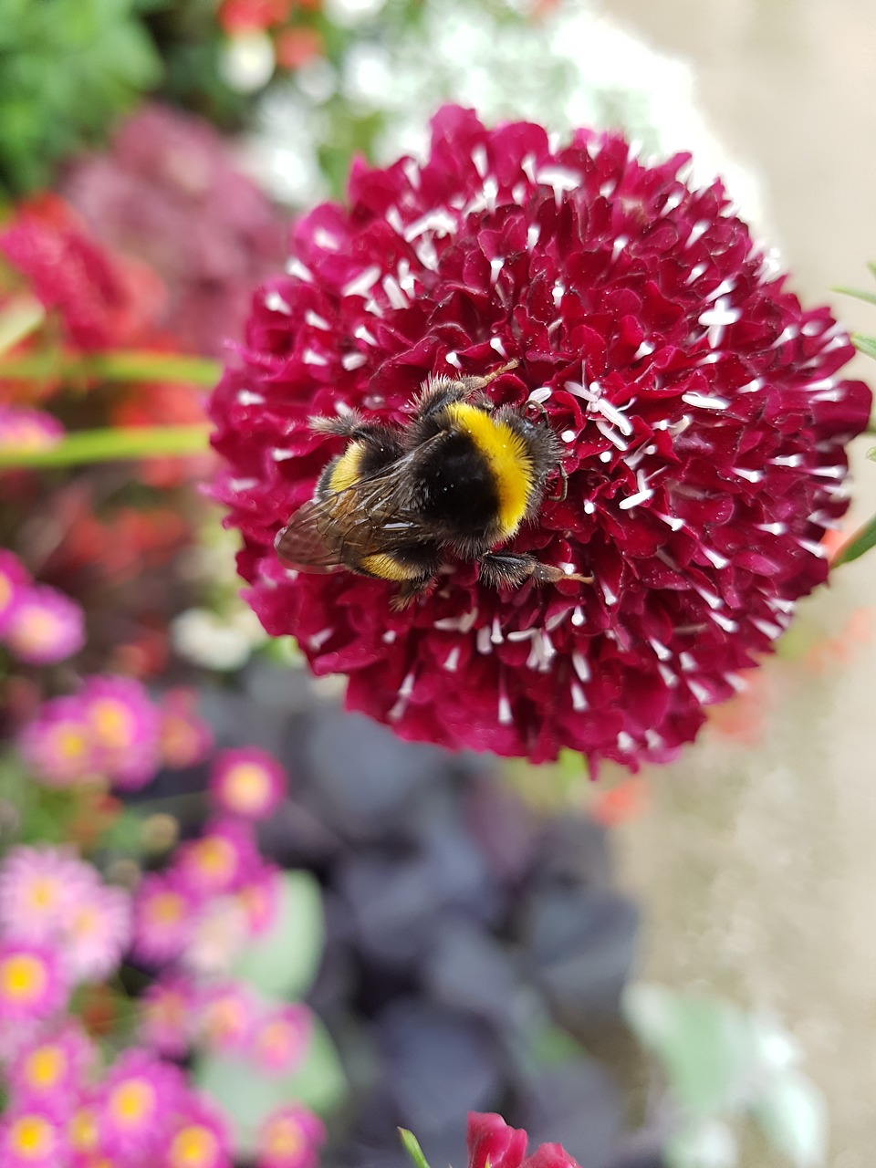 hummel  flower  red free photo