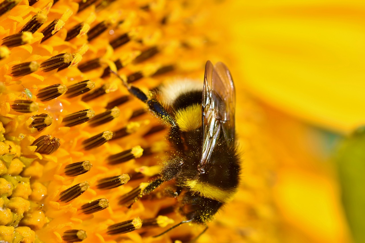 hummel  insect  blossom free photo