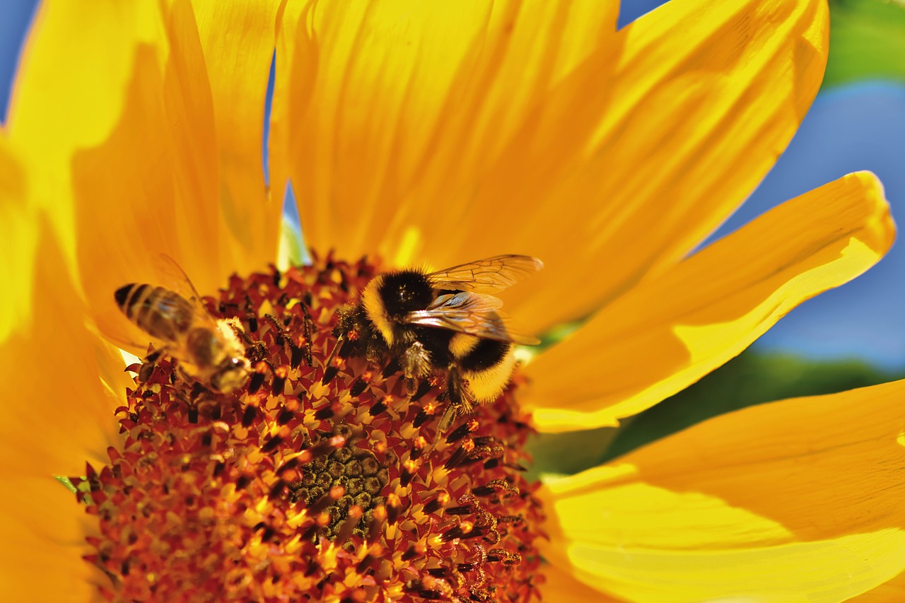 hummel  insect  blossom free photo