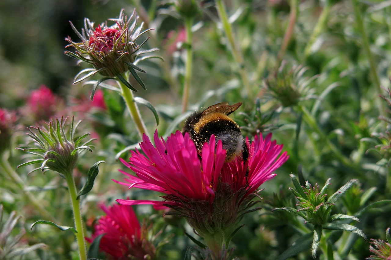 hummel  herbstaster  red flower free photo