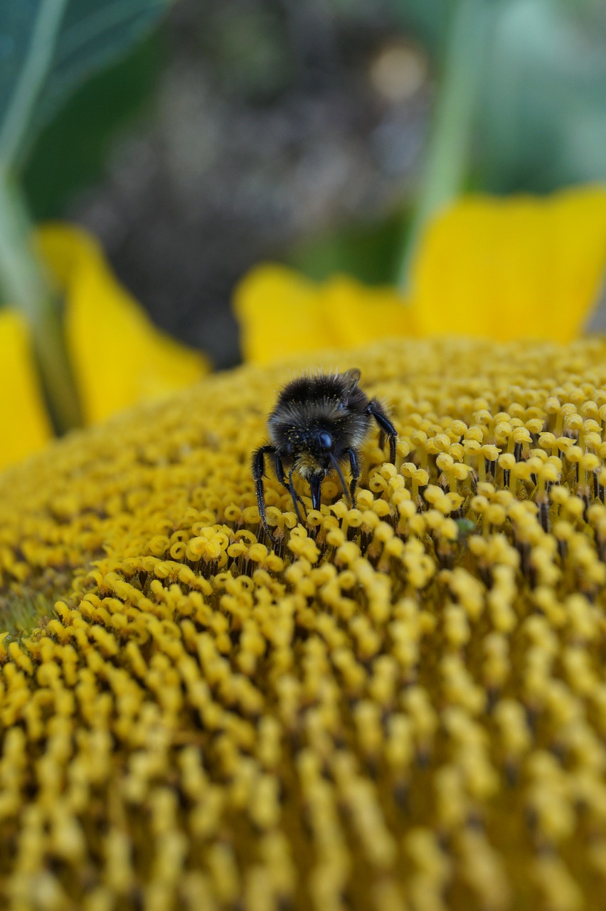 hummel insect sun flower free photo