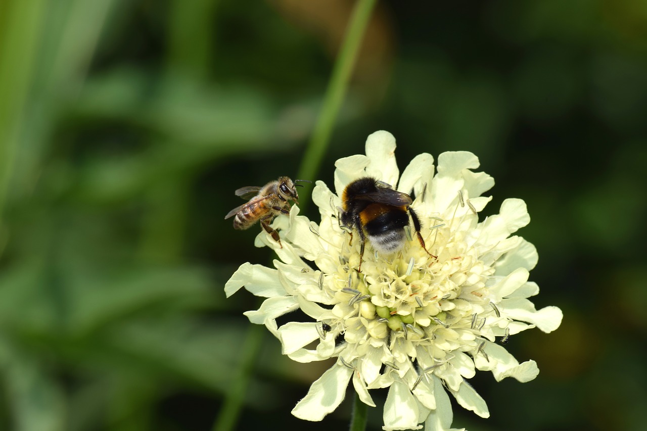 hummel  biene  honigbiene free photo