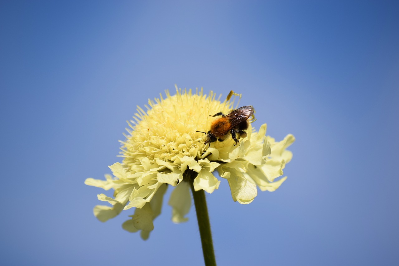 hummel  insect  nature free photo