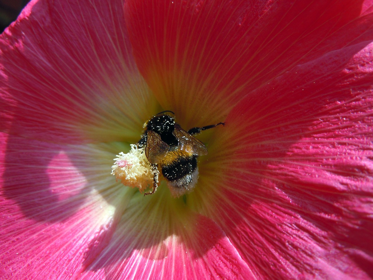hummel pollen plant free photo
