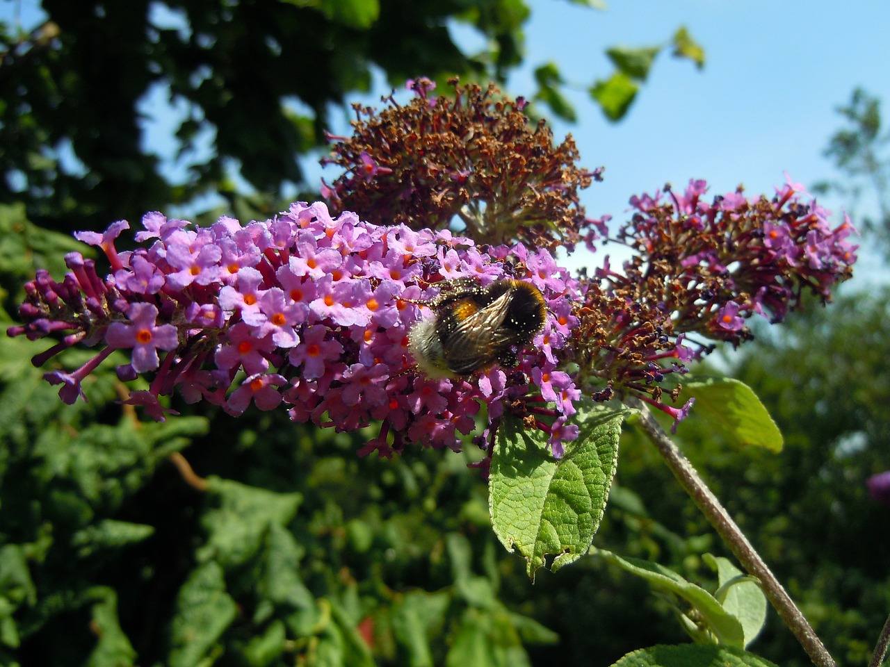 hummel insect lilac free photo